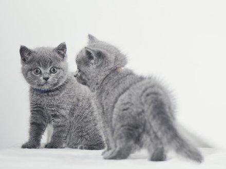 点击大图看下一张：一组灰色的萌猫图片
