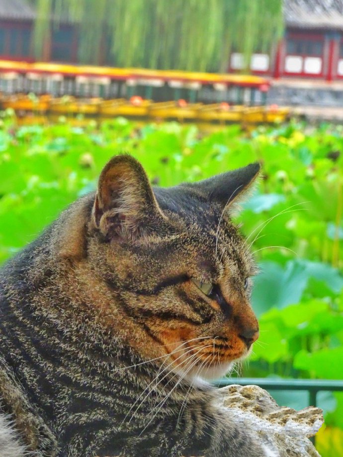 点击大图看下一张：一组高冷的狸花猫图片