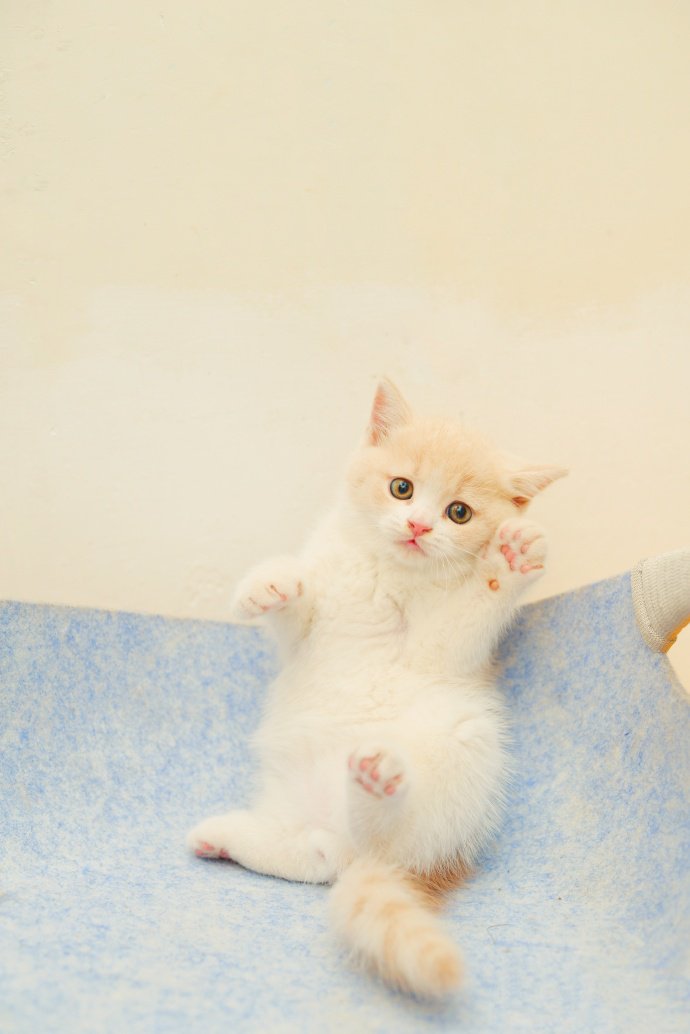 点击大图看下一张：小小身体的有趣小奶猫