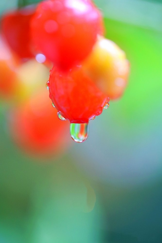 点击大图看下一张：一组谷雨熟樱桃图片欣赏