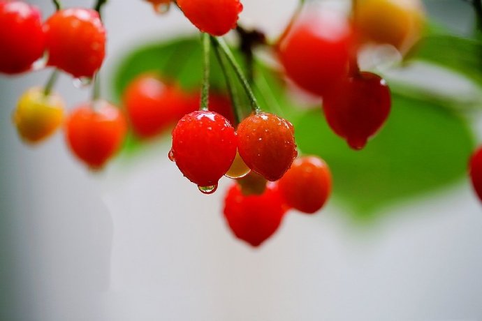 点击大图看下一张：一组谷雨熟樱桃图片欣赏