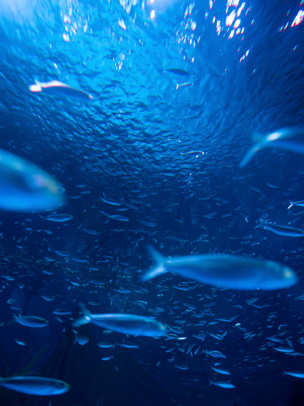 点击大图看下一张：海洋里成群游动的鱼群图片