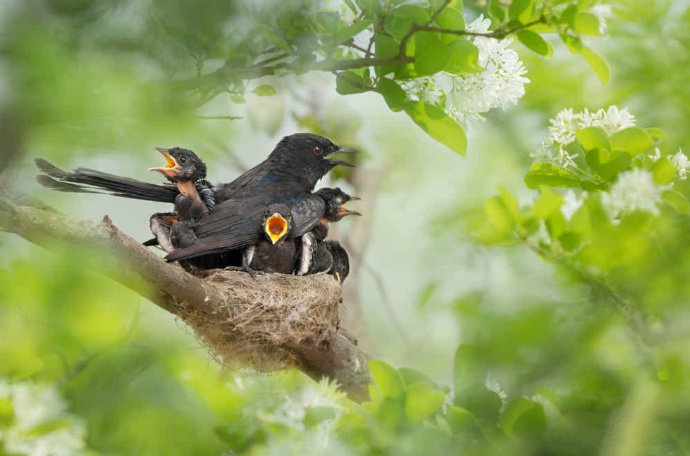 点击大图看下一张：清新自然的鸟类摄影图片