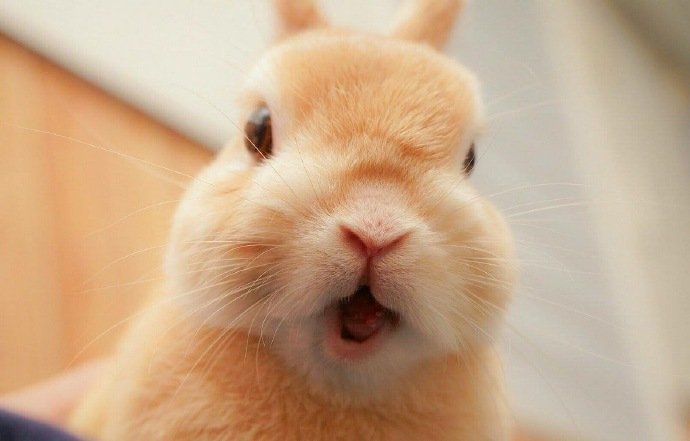 点击大图看下一张：超萌超可爱的棕色小兔兔