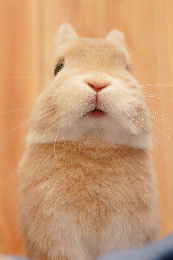 点击大图看下一张：超萌超可爱的棕色小兔兔