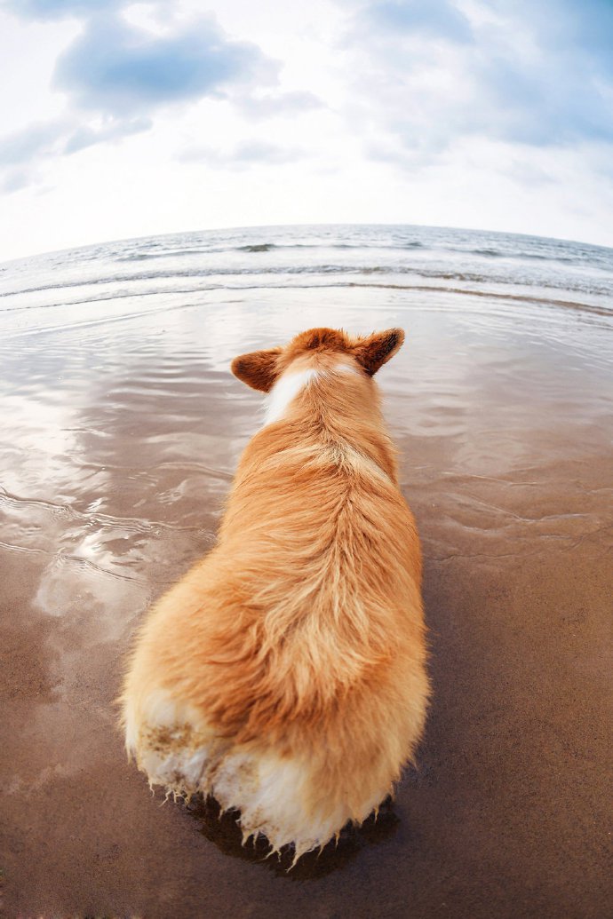 点击大图看下一张：两只海边玩耍的柯基狗狗