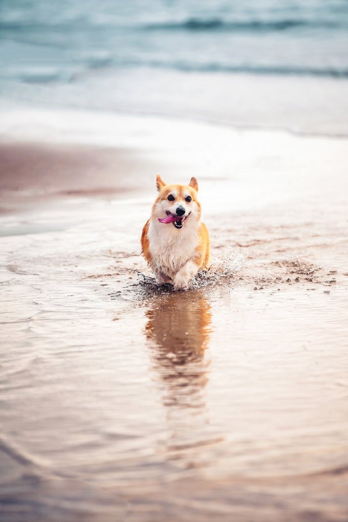 点击大图看下一张：两只海边玩耍的柯基狗狗