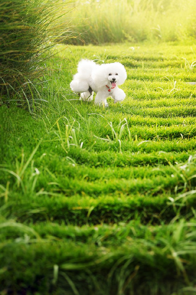 点击大图看下一张：漂漂亮亮的白毛泰迪狗狗