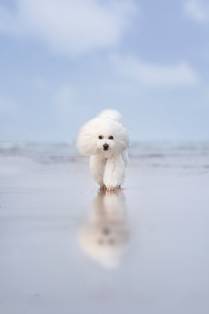 点击大图看下一张：漂漂亮亮的白毛泰迪狗狗