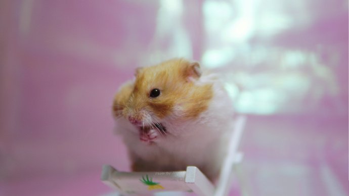 点击大图看下一张：小仓鼠的温馨生活图片