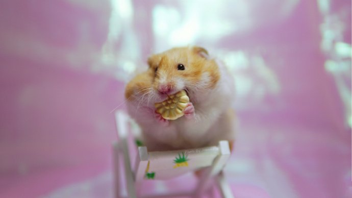 点击大图看下一张：小仓鼠的温馨生活图片