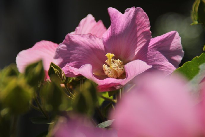点击大图看下一张：一组粉色漂亮的木芙蓉图片
