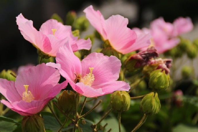 点击大图看下一张：一组粉色漂亮的木芙蓉图片