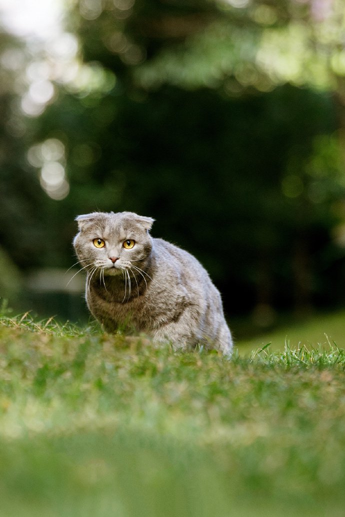 点击大图看下一张：一只在草地上的折耳猫