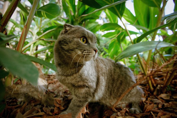 点击大图看下一张：一只在草地上的折耳猫