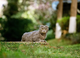 一只在草地上的折耳猫