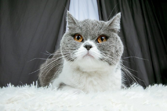 点击大图看下一张：一只神情忧伤的猫咪图片