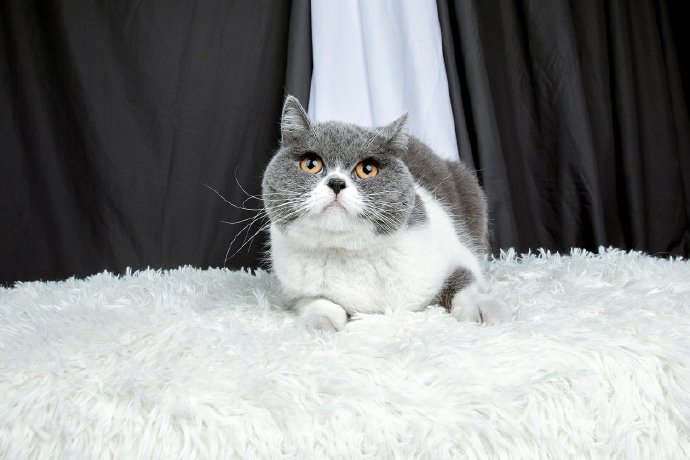 点击大图看下一张：一只神情忧伤的猫咪图片