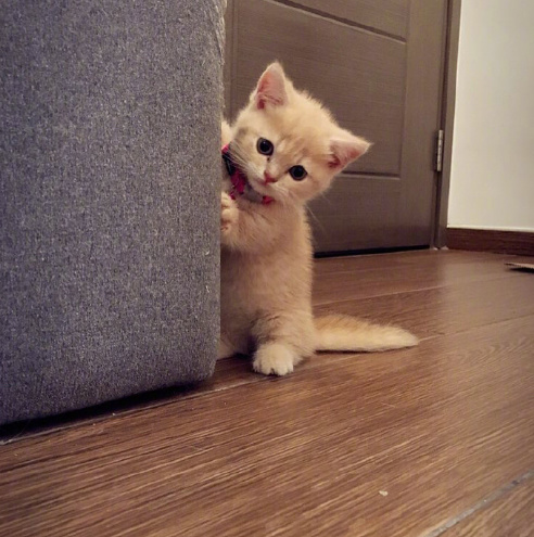 点击大图看下一张：短手短脚的小橘猫图片