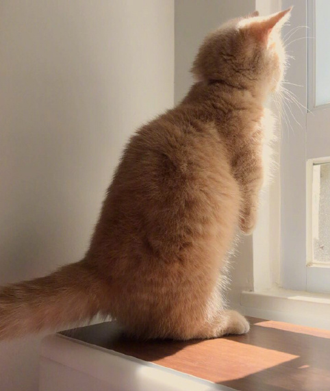 点击大图看下一张：短手短脚的小橘猫图片