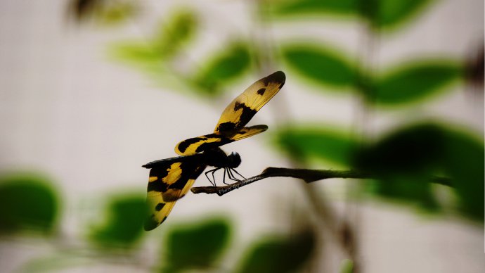 点击大图看下一张：一组黄黑色的蜻蜓图片