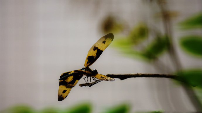 点击大图看下一张：一组黄黑色的蜻蜓图片