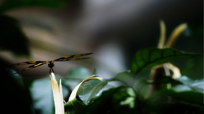 点击大图看下一张:一组黄黑色的蜻蜓图片