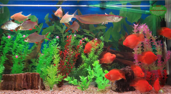 点击大图看下一张:一缸子的观赏鱼图片