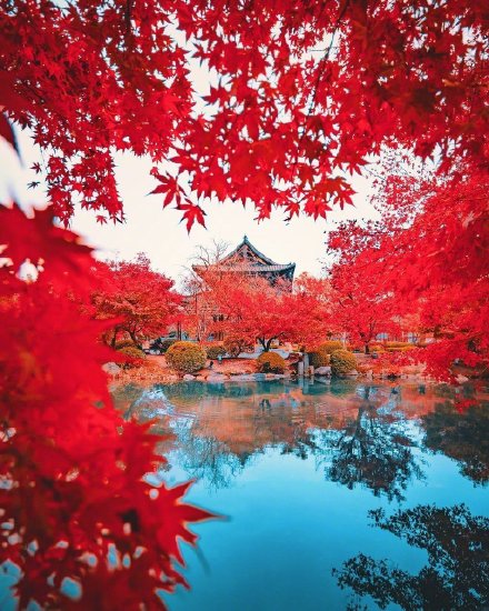 点击大图看下一张：京都和奈良的秋