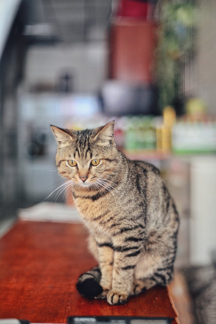 点击大图看下一张：一组眼神凶猛的狸花猫图片