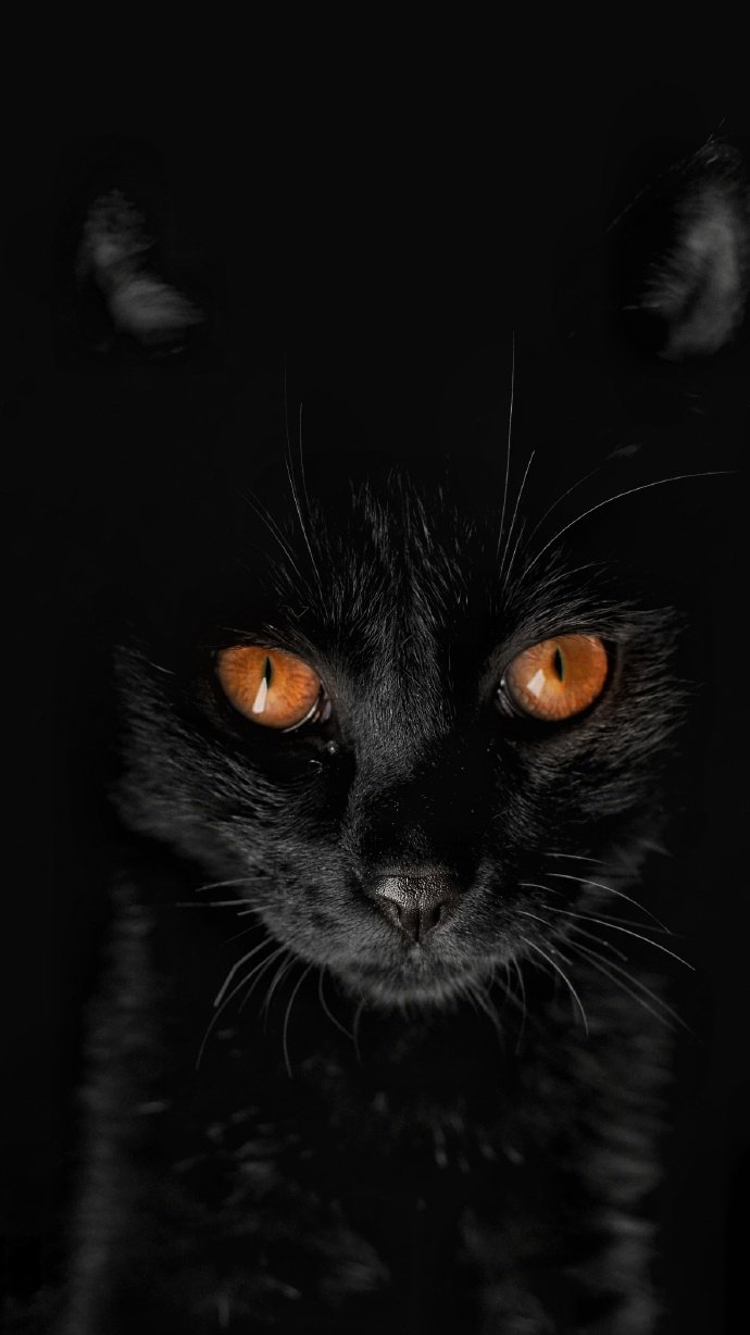 点击大图看下一张：一组黑猫的时光相册