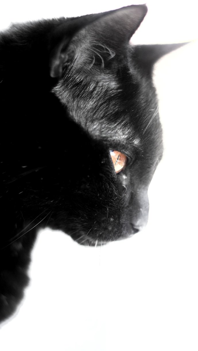 点击大图看下一张：一组黑猫的时光相册
