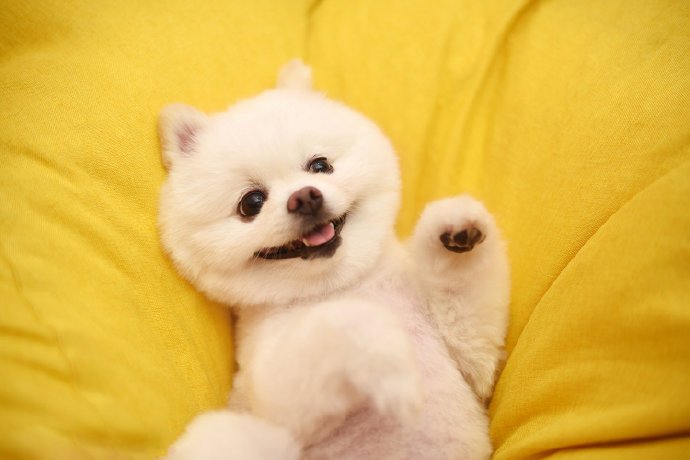 点击大图看下一张：乖乖白白的小可爱博美狗狗