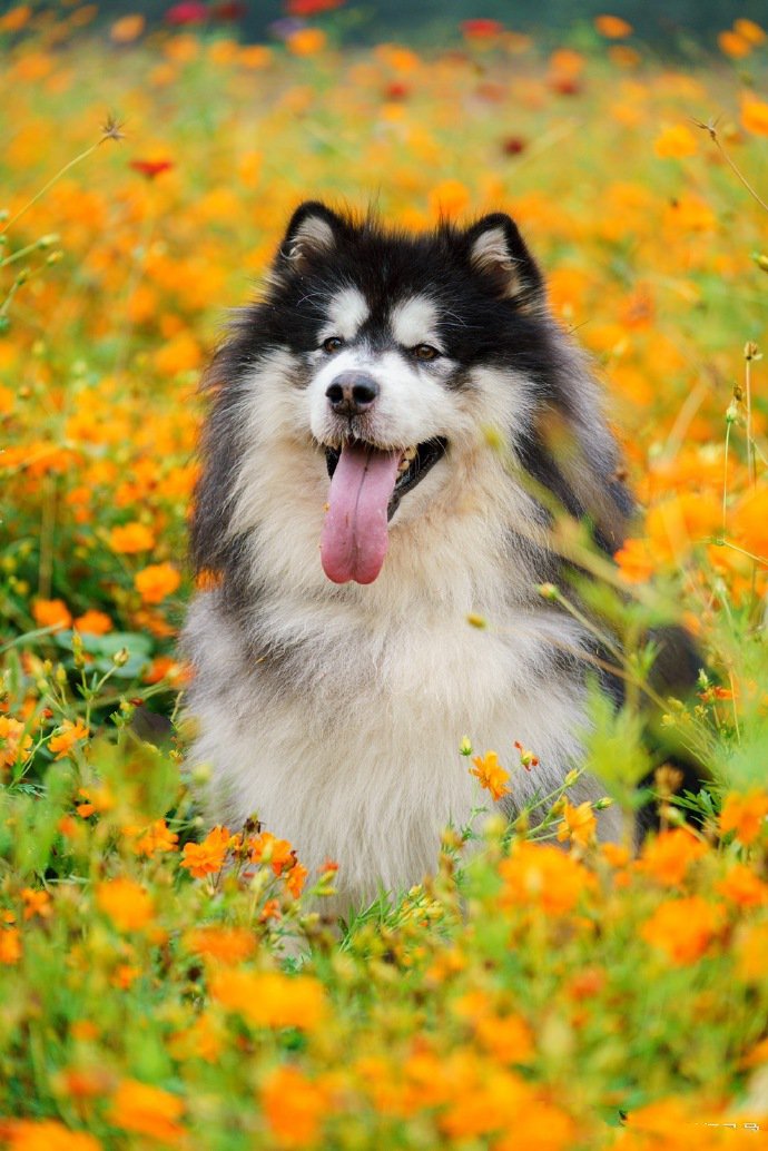 点击大图看下一张：花丛中超可爱的阿拉斯加狗狗