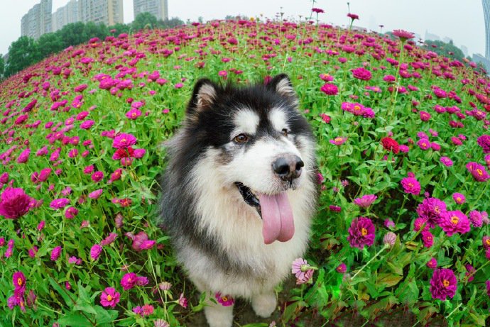 点击大图看下一张：花丛中超可爱的阿拉斯加狗狗
