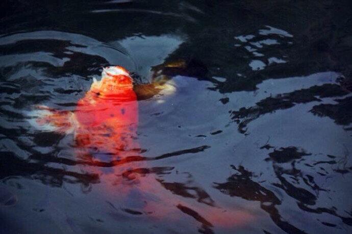 点击大图看下一张：池塘里的美丽锦鲤图片