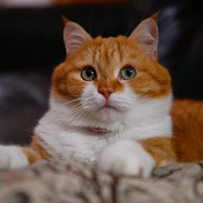点击大图看下一张：一组胖嘟嘟的橘猫图片