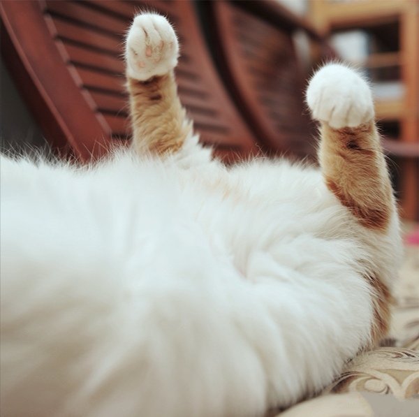 点击大图看下一张：闲适舒服的懒猫猫