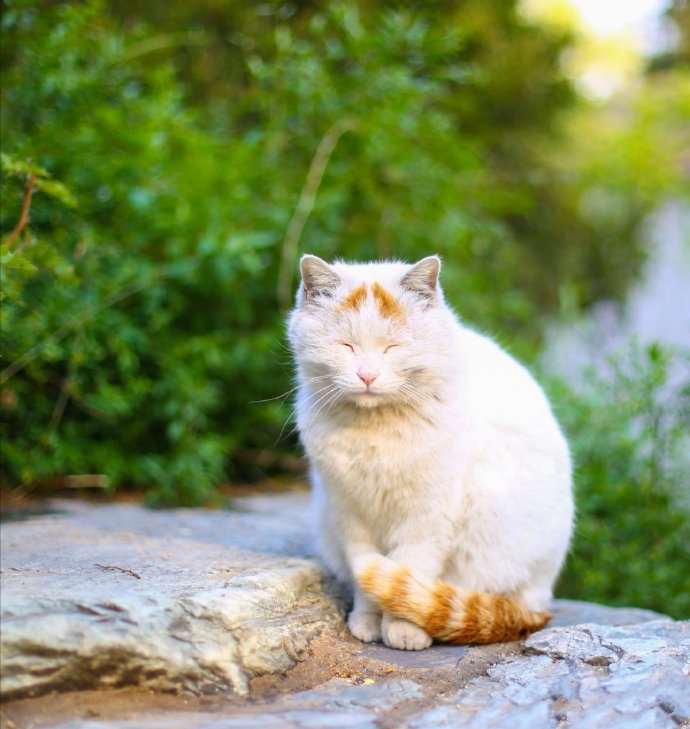 点击大图看下一张：闲适舒服的懒猫猫