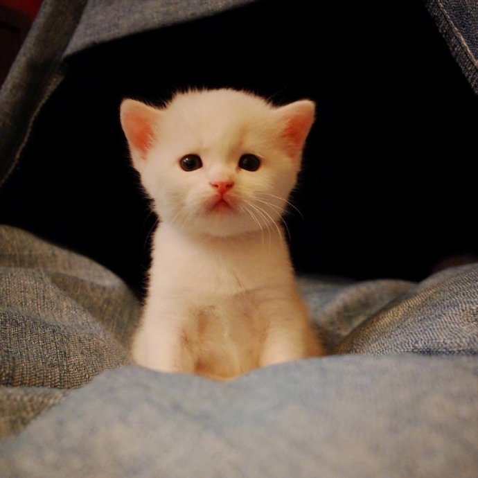 点击大图看下一张：软软萌萌的白色小奶猫