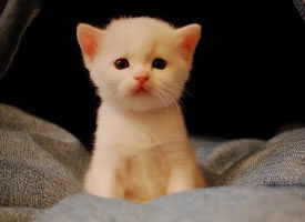软软萌萌的白色小奶猫