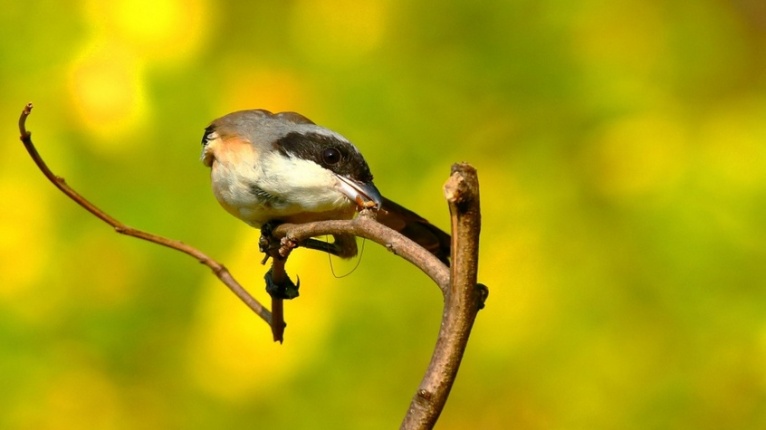 点击大图看下一张：葡萄藤上的伯劳鸟图片