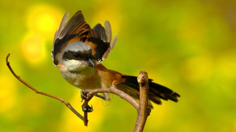 点击大图看下一张：葡萄藤上的伯劳鸟图片