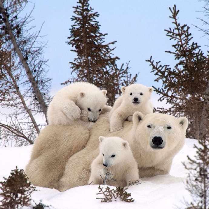 点击大图看下一张：加拿大可爱的北极熊一家