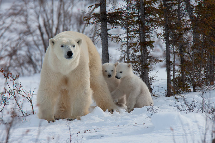 点击大图看下一张：加拿大可爱的北极熊一家