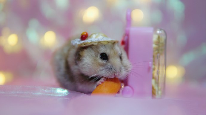 点击大图看下一张：一组超可爱爱吃零食的仓鼠
