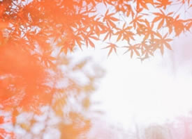 一组超美的秋季枫叶图片