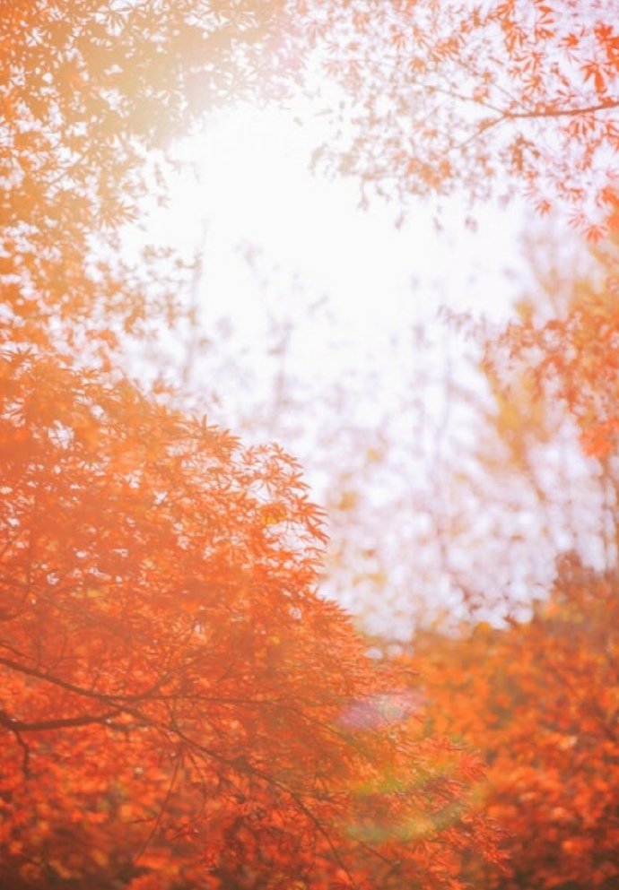 点击大图看下一张：一组超美的秋季枫叶图片