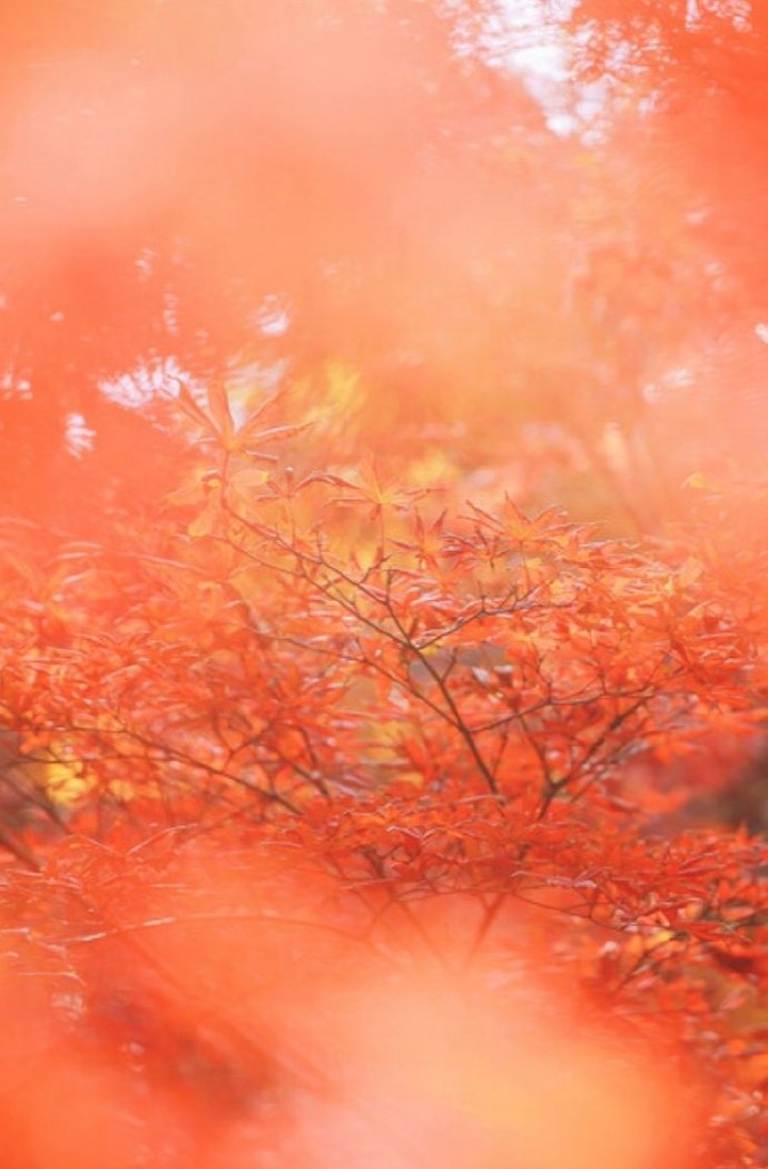 点击大图看下一张：一组超美的秋季枫叶图片