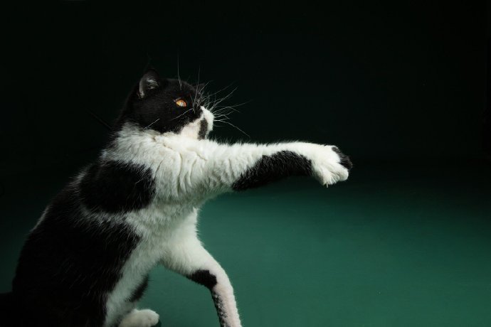 点击大图看下一张：一组欢快跳动的猫咪图片